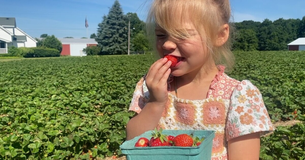 It's strawberry season at Krupp Farms in Rockford