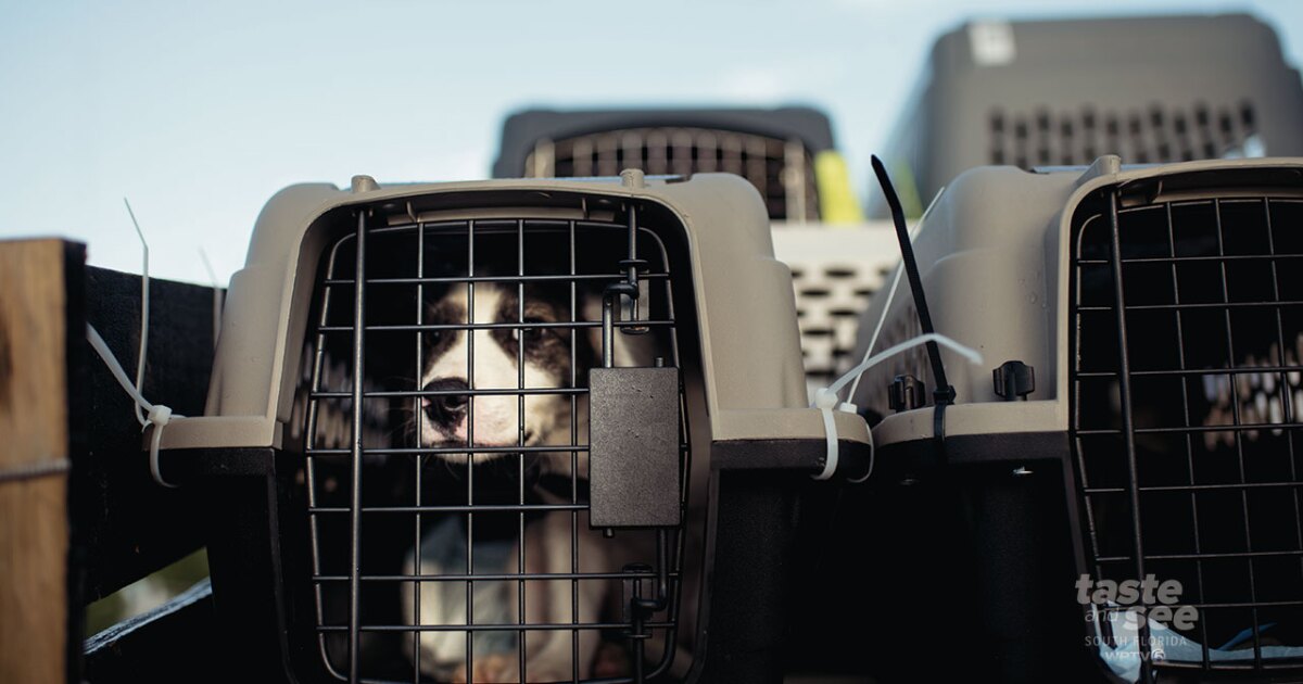 116 Dogs And Cats Slated To Be Euthanized Arrive Safely In Fort Pierce