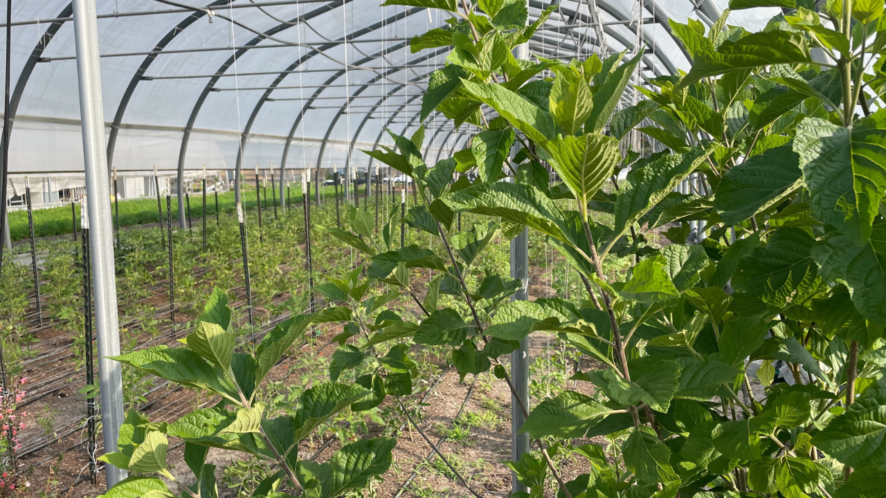 Meacham Urban Farm 4.png