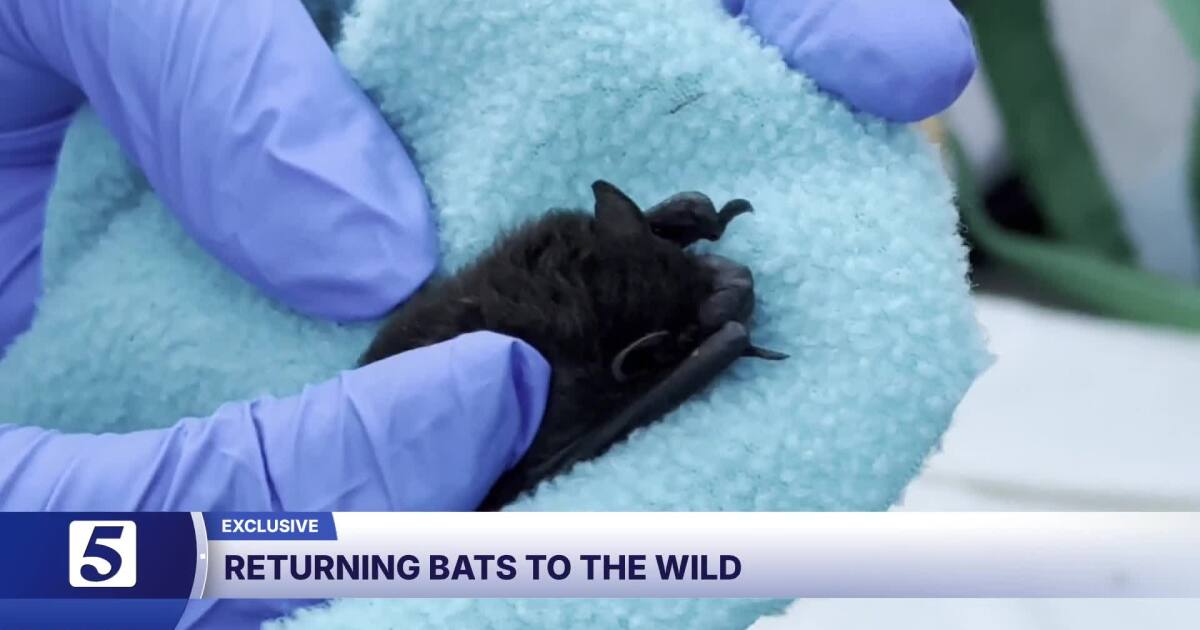 Spectacular rehabilitation release for bats brings great benefits to Tennessee's agriculture