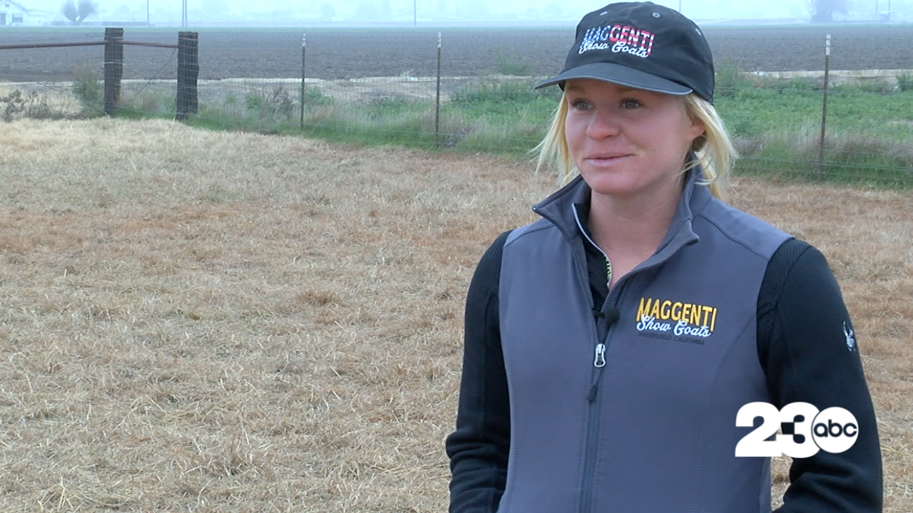 Romi Poncetta, Maggenti Show Goats