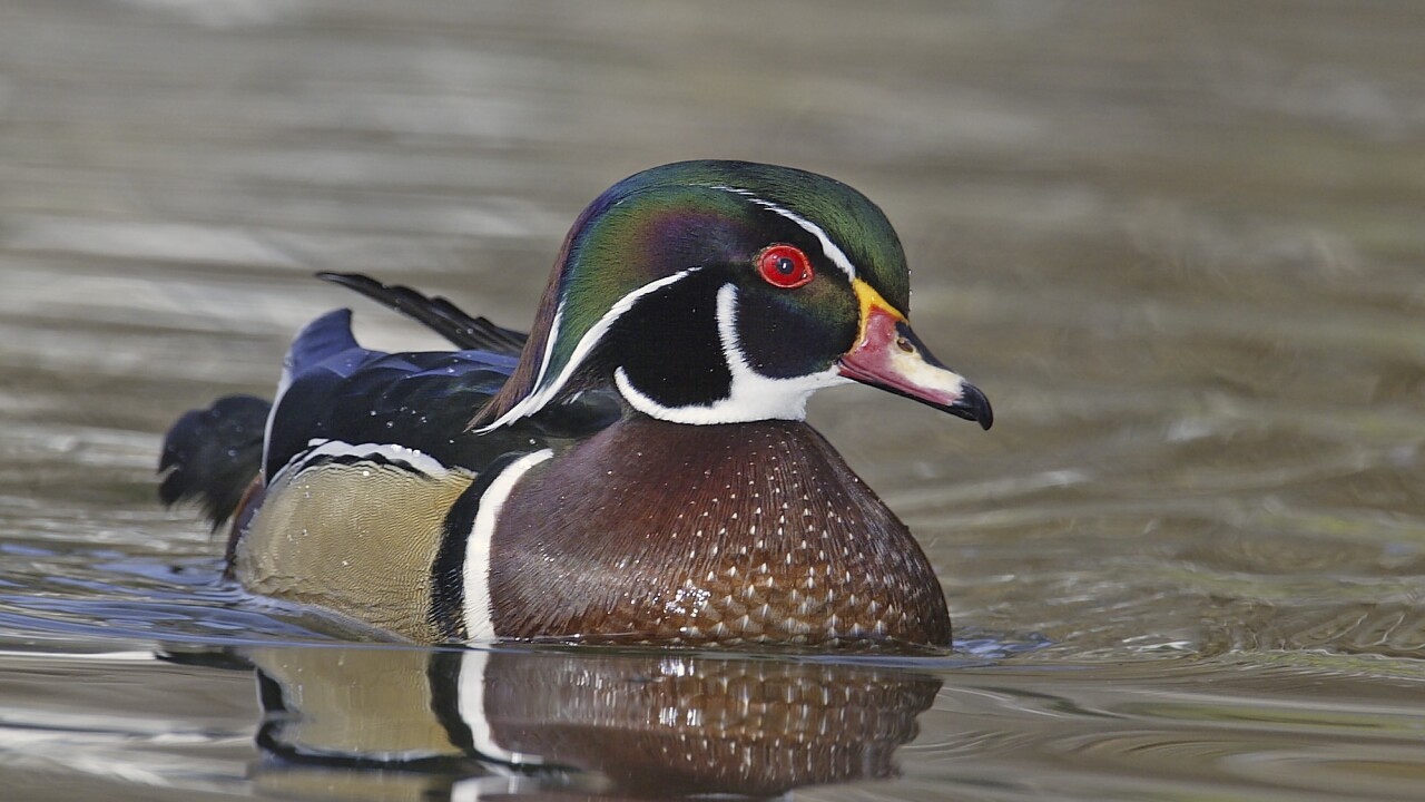 WOOD DUCK