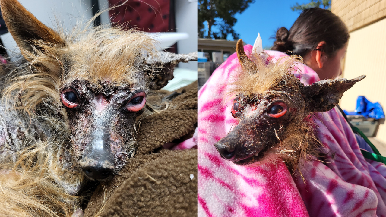 Abandonded Dog Featured.png