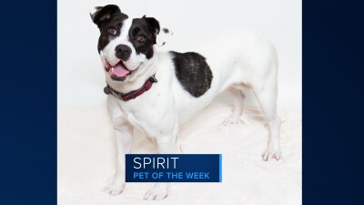 Spirit, our Pet of the Week