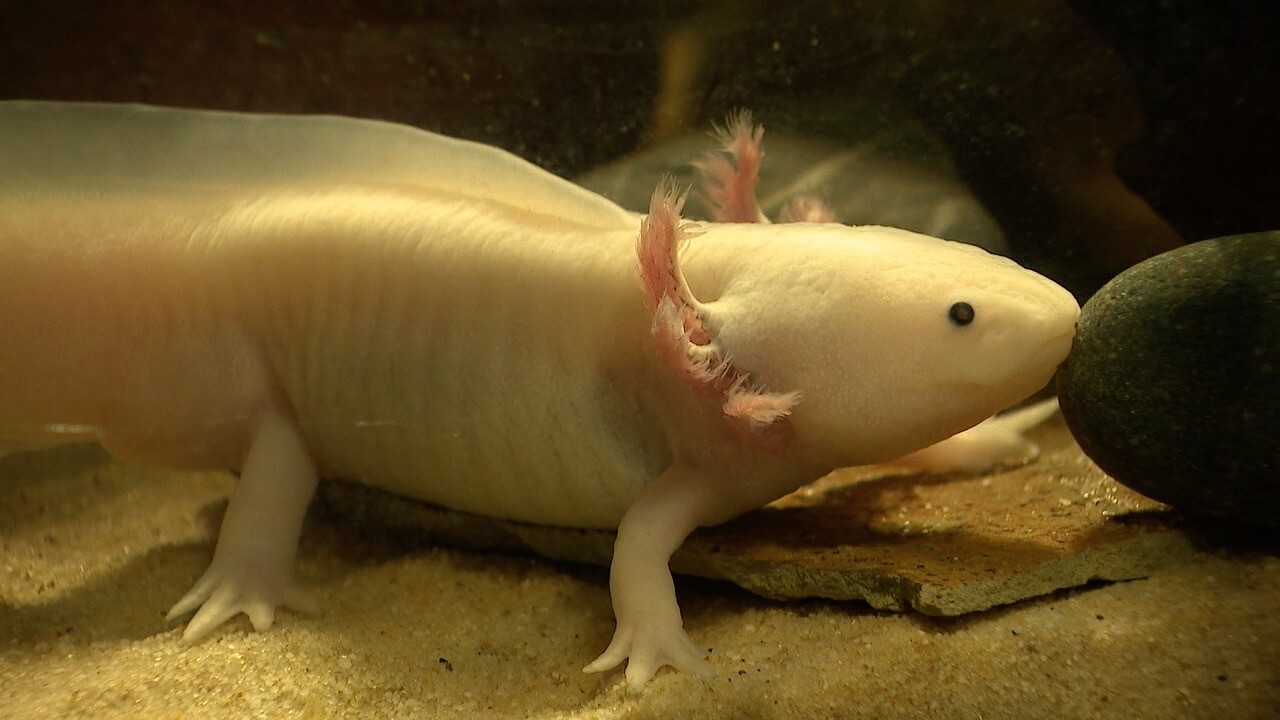 Axolotl debut at Akron Zoo