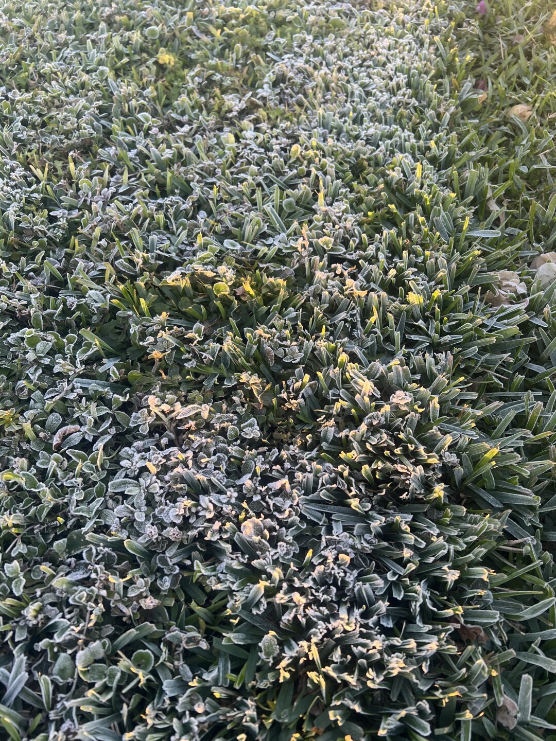 Immokalee frost on grass