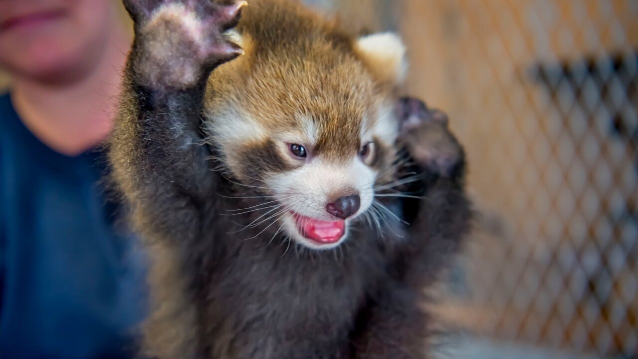 Download Milwaukee County Zoo Welcomes New Red Panda Kiki HD Wallpaper Milwaukee County Zoo Welcomes New Red Panda Kiki For Android Free