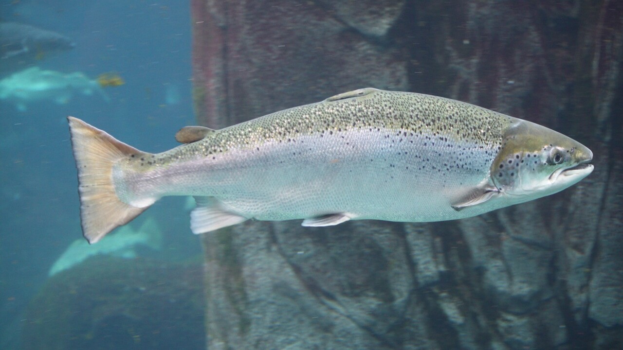 Atlantic Salmon