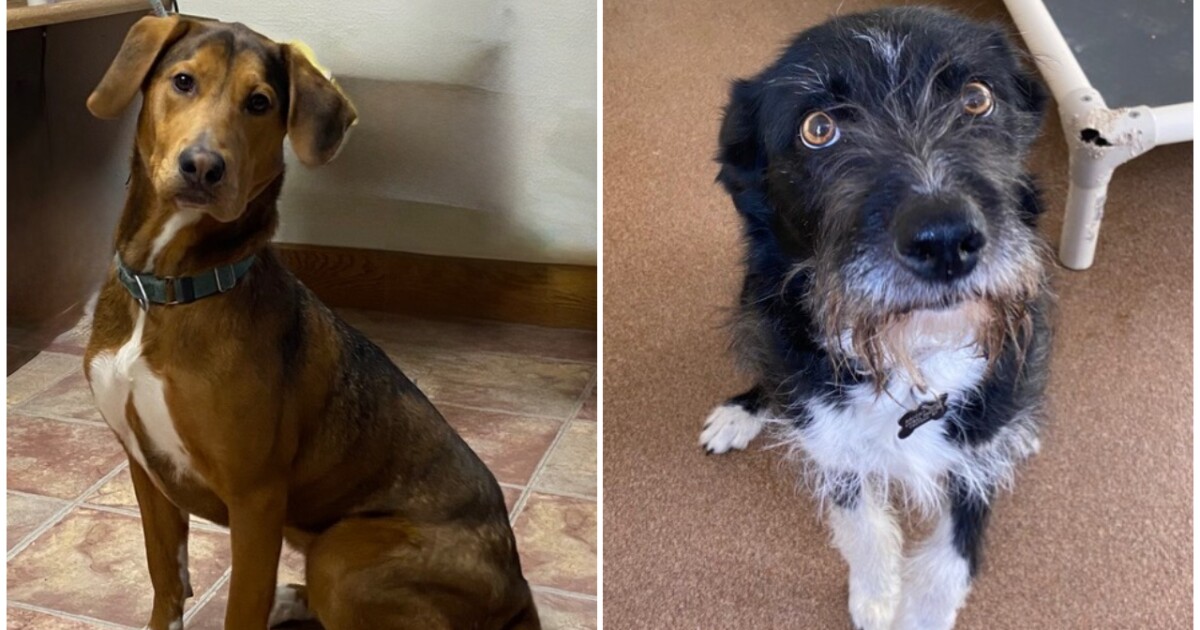 Pets Of The Week: Tira and Leila