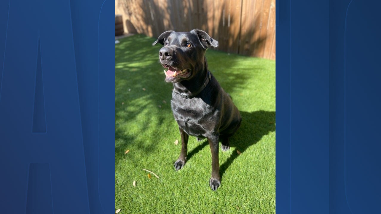 Rescues in Action: Gucci