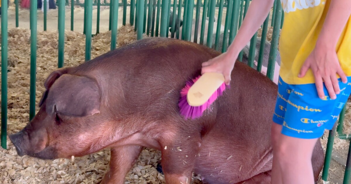Bacon Buddies: FFA and 4-H members introduce hogs to youth with special needs at Westfair