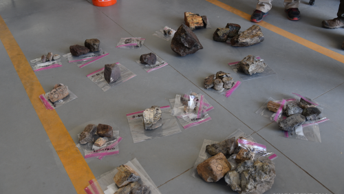 1019 DINO BONES CREDIT BLM 2.png