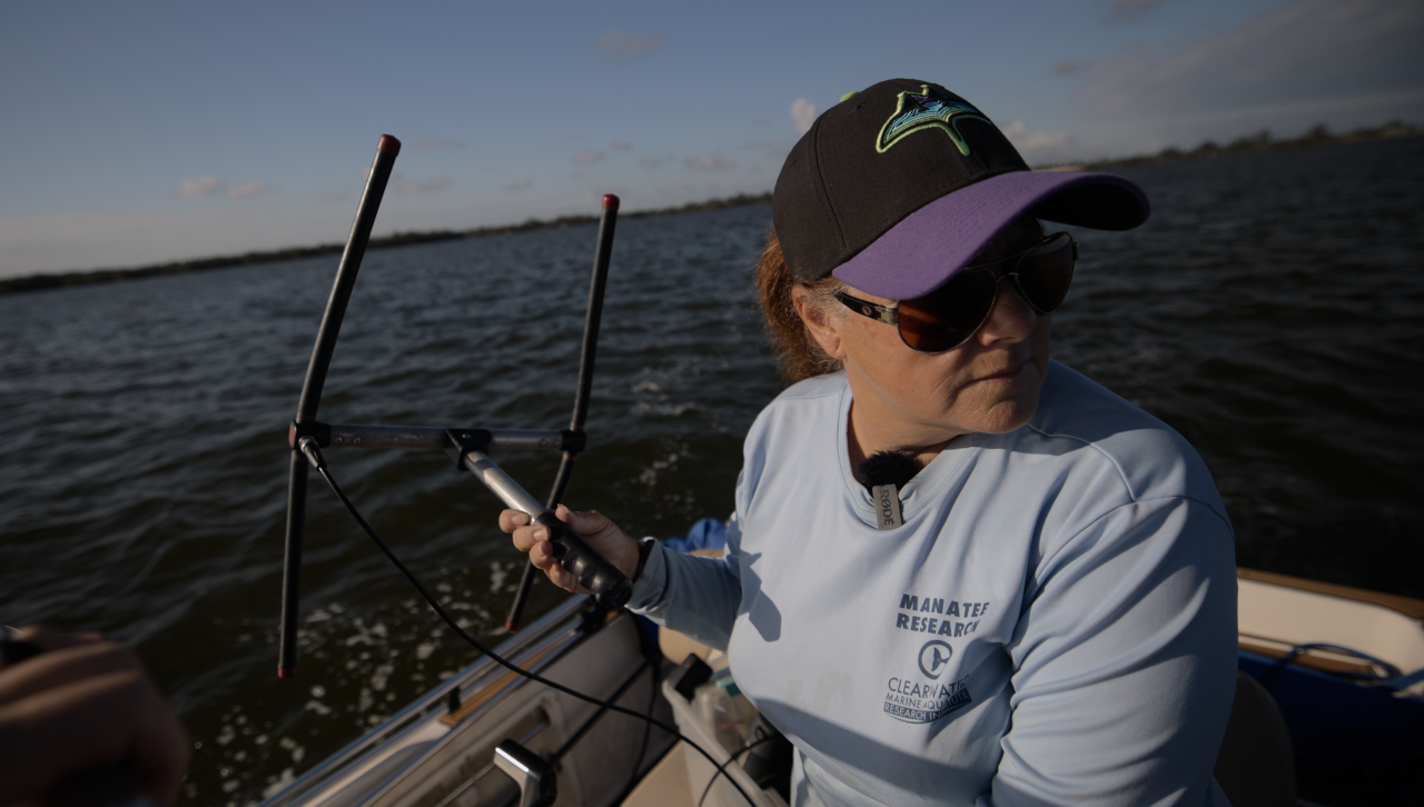 Jenn Galbraith tracking a manatee