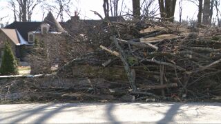 Tree Pile Green Hills 