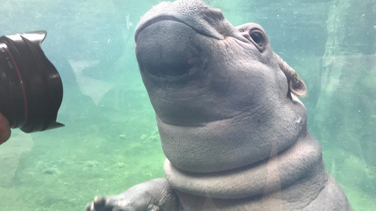 Download How One Premature Hippo Beat The Odds And Became A Worldwide Sensation Free HD Wallpaper How One Premature Hippo Beat The Odds And Became A Worldwide Sensation For Android