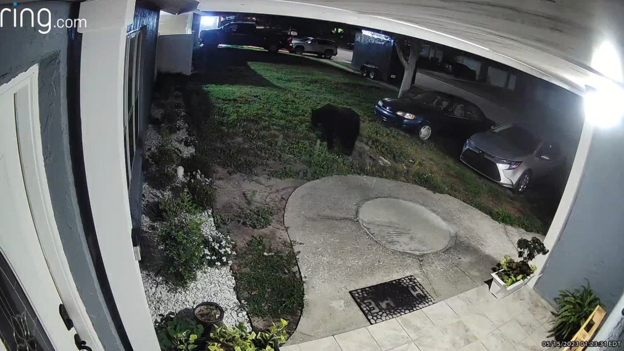 Carrollwood black bear Cynthia 2.png