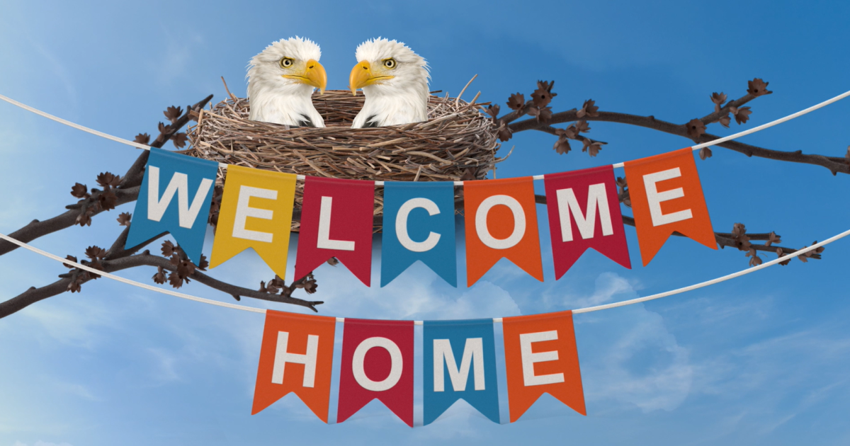 Bird's the word | Eagles in suburbia - Vimarsana News