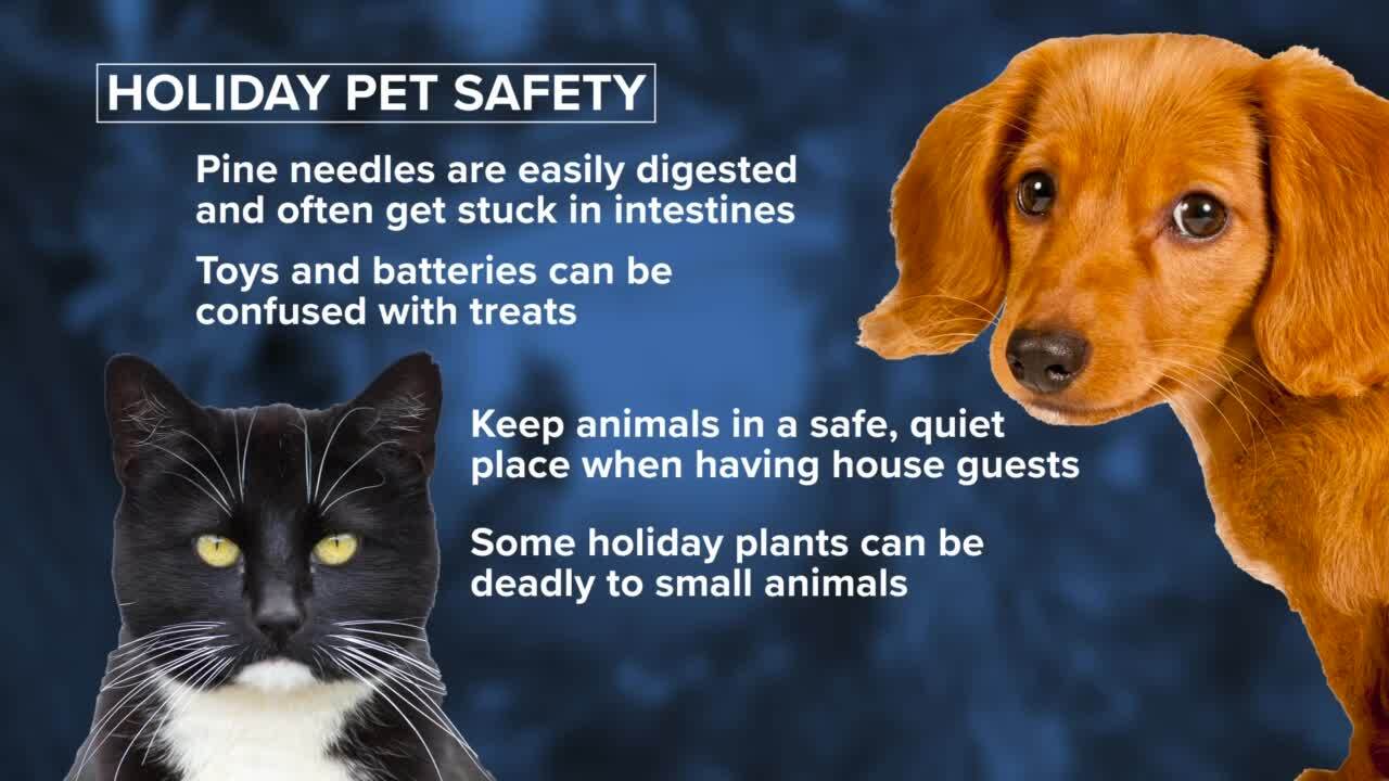 pet safety