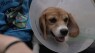 New bill in Congress seeks to expand DOJ powers in animal abuse cases