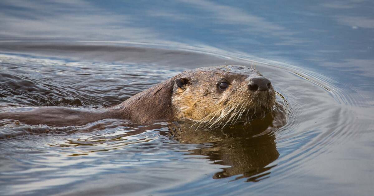 Jefferson River otter attack sends woman to hospital