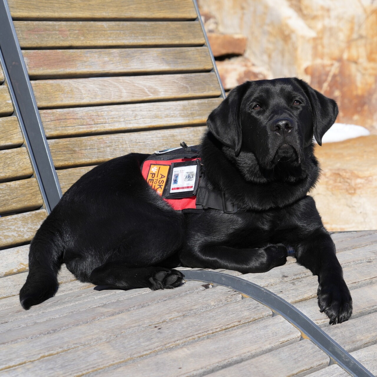 buddy castle rock police k9.jpeg