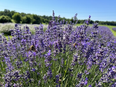 Lavender flowers