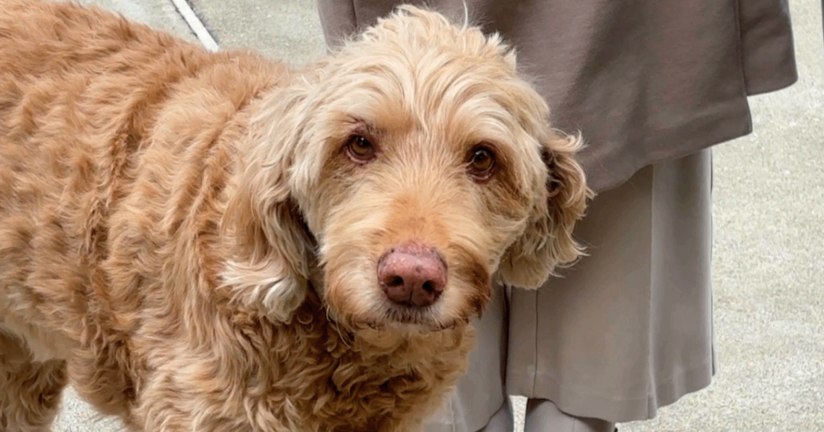 Dog recovering after it fell through pool cover and was trapped for 3 hours Dog recovering after it fell through pool cover and was trapped for 3 hours