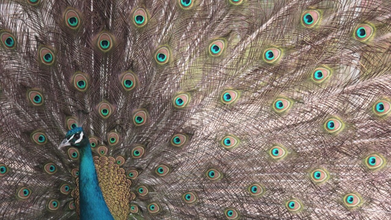 Peacock.jpg