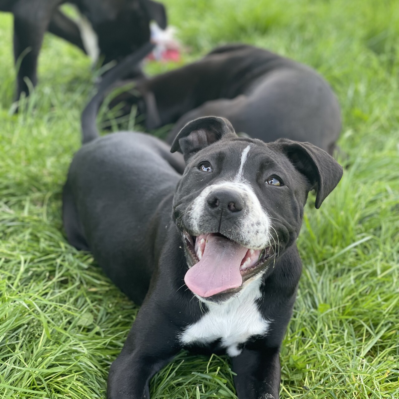 Dove - Pretty Pitty Smile