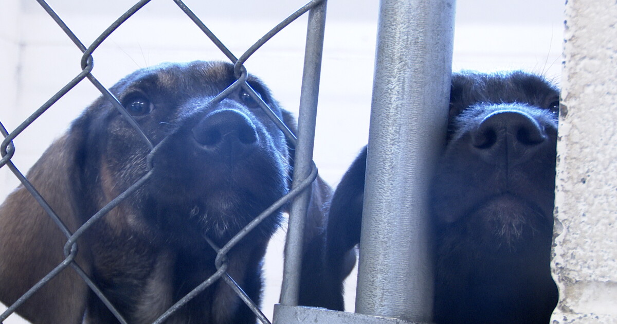 Spayghetti Fundraiser key for Lewis and Clark Humane Society - Vimarsana News