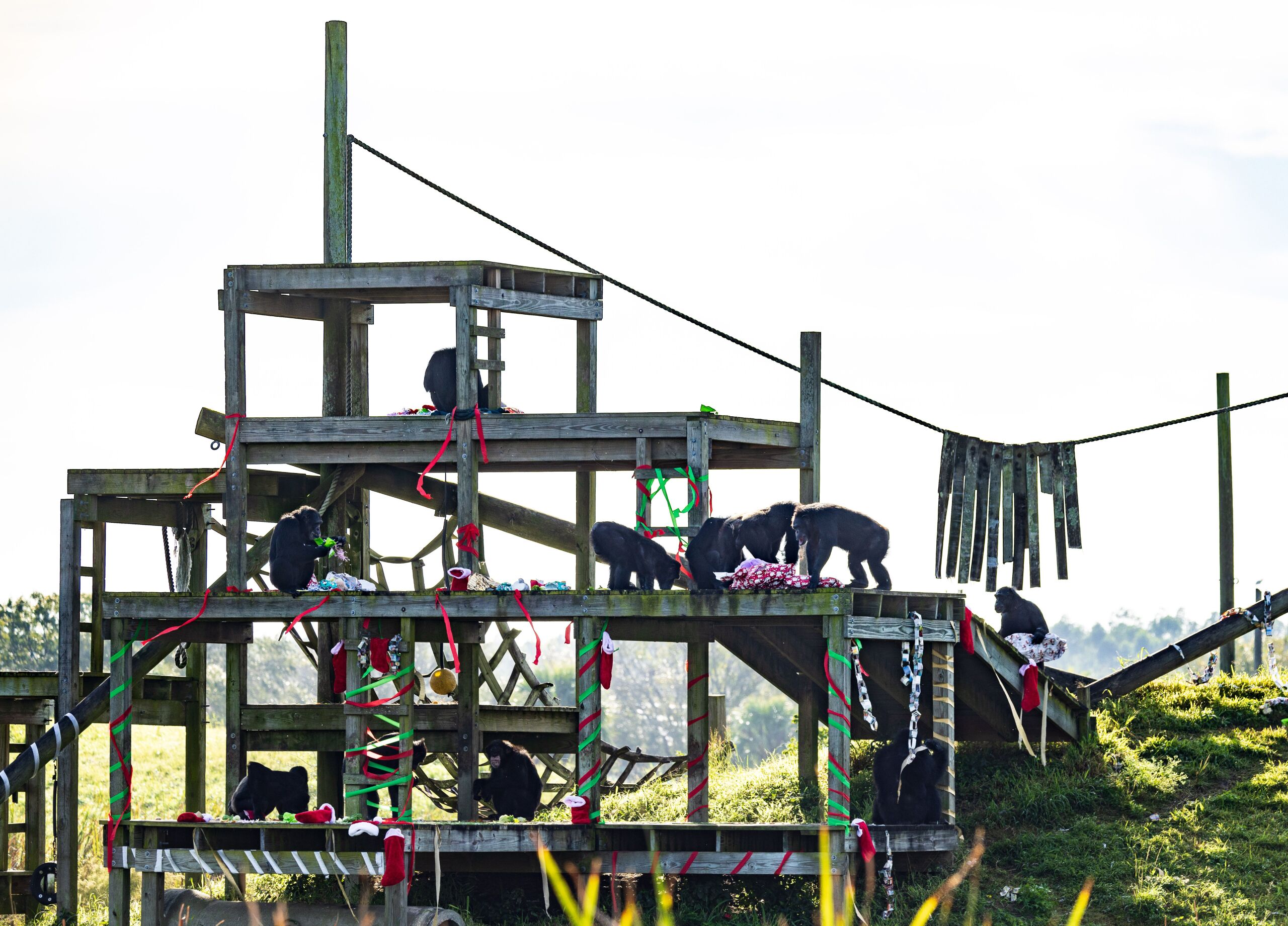 Annual Holiday with the Chimps celebrated at Fort Pierce sanctuary