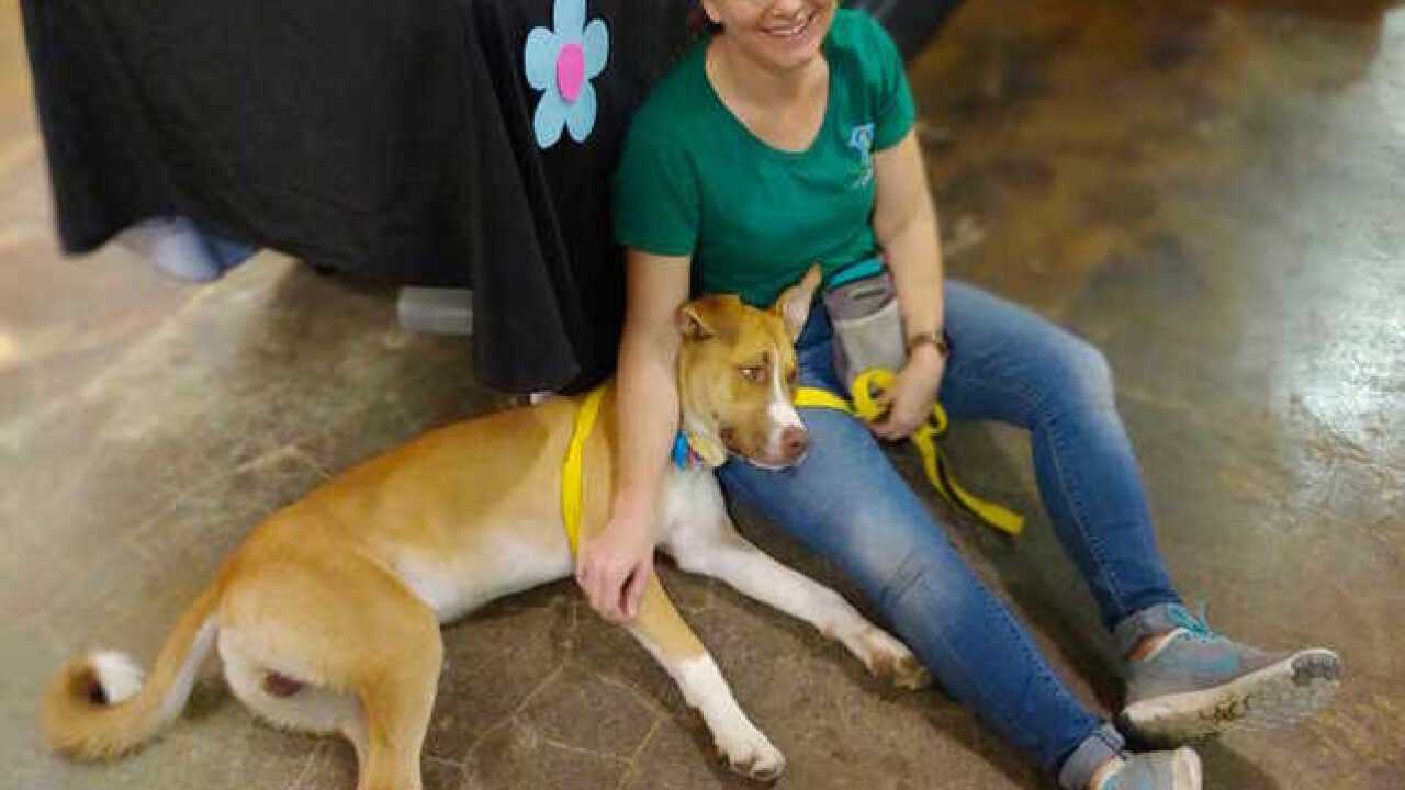 Dog returned to Phoenix shelter for being 'too good'