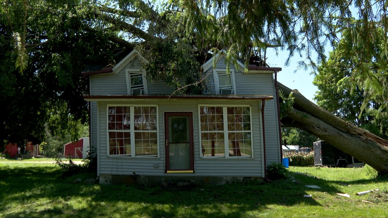 tree into home 1.jpg
