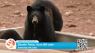 Arizona Game and Fish needs help getting water to wildlife