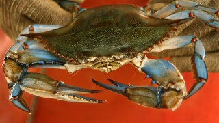 Blue Crab File Image