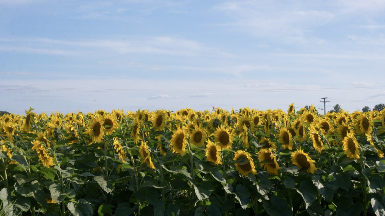 Sunflower fields at Munsell Farms mid-August