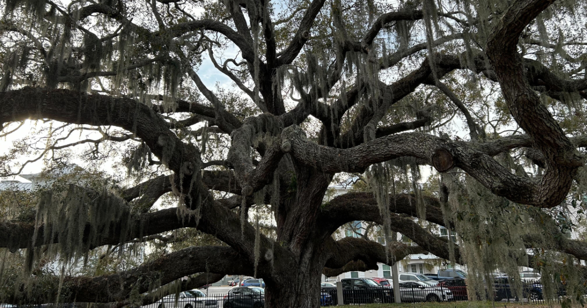 Safety Harbor makes a push to preserve Baranoff Park and its oak tree - Vimarsana News