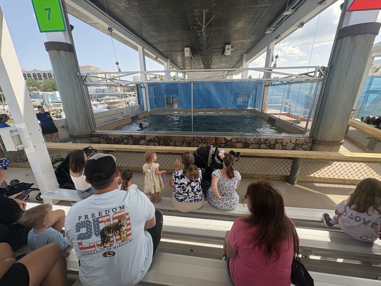 Clearwater Marina Aquarium welcomes Sea Lions for the first time6.jpg