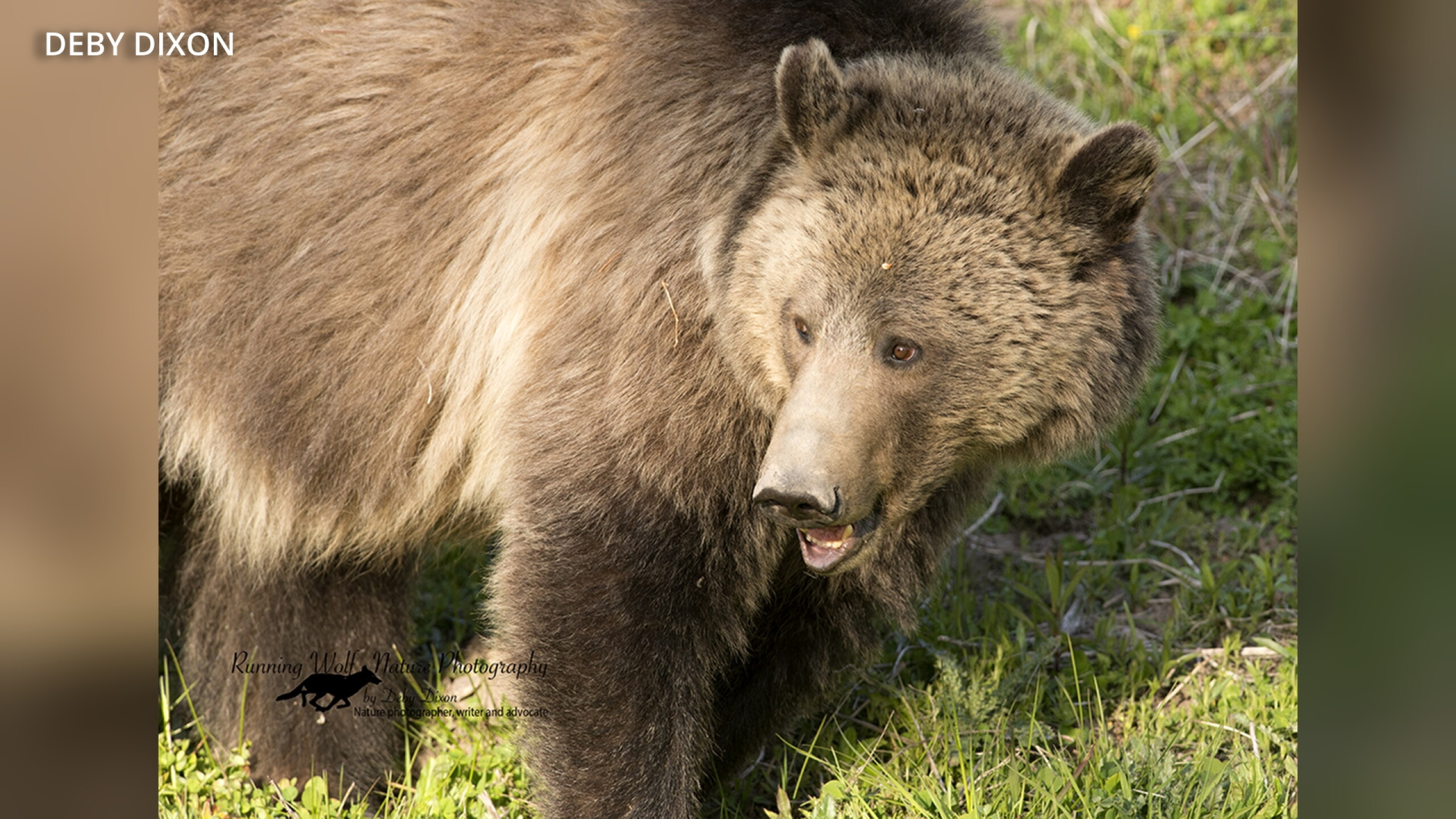 The Missing Raspberry Grizzly carcass found in Yellowstone sparks concern over missing bear ...