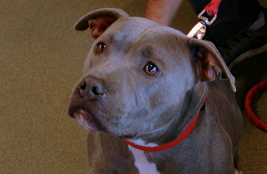 Niagara County SPCA