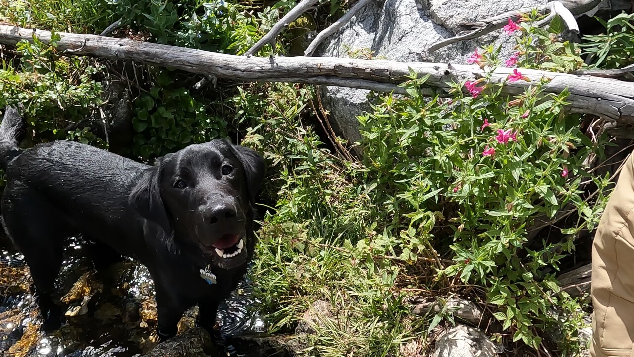 Dog in a swimming hole along the trail