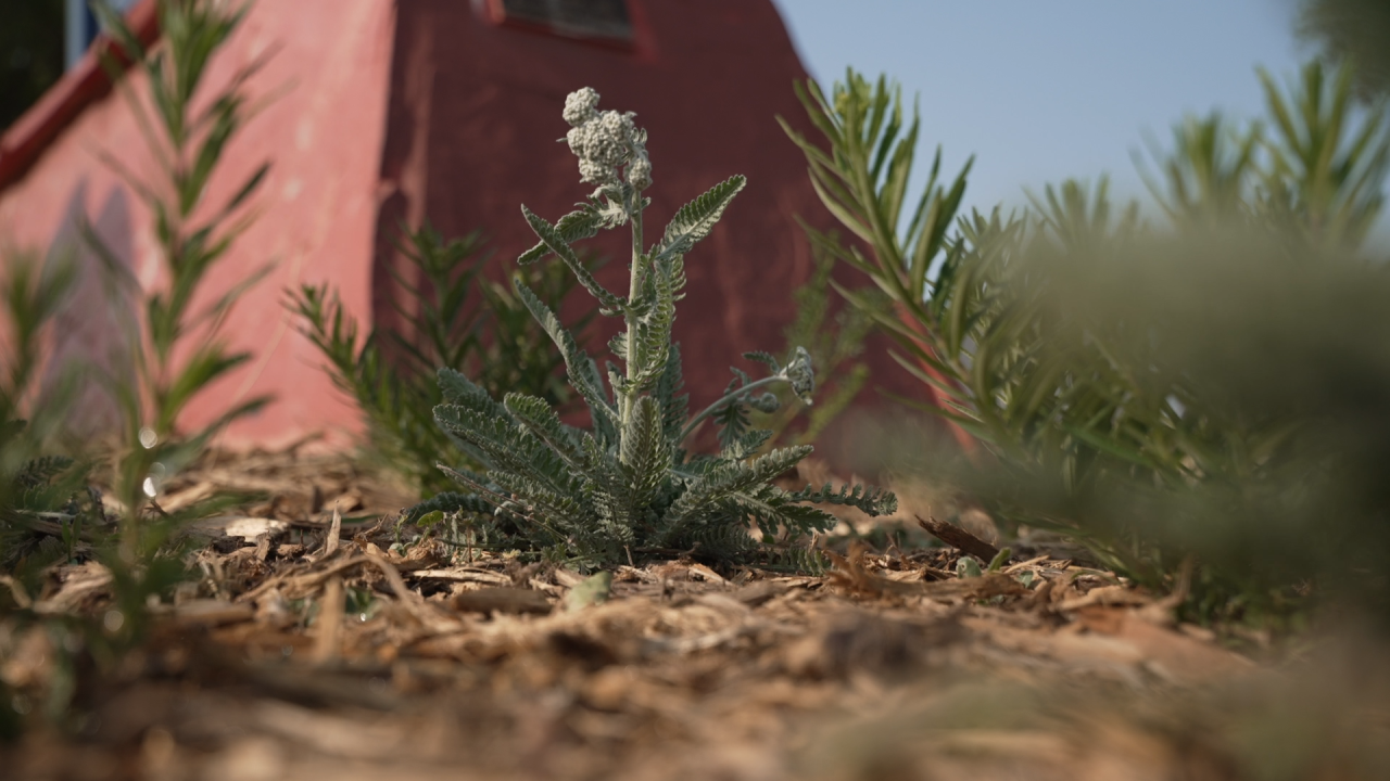 NATIVE PLANTS PKG CR .00_00_35_48.Still006.png