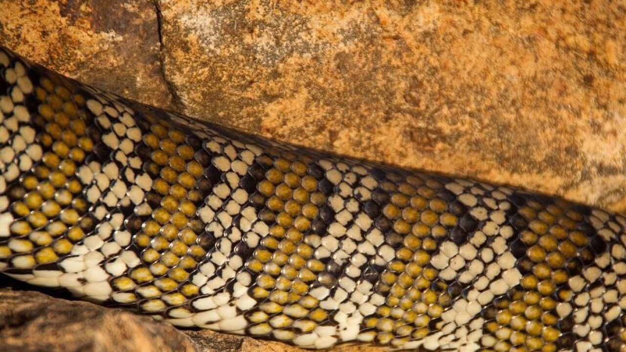 Python Swallows Human 7-meter-long python swallows Indonesian woman