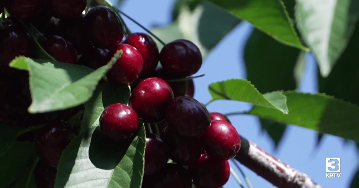 Flathead Lake cherry harvest produces mixed crop