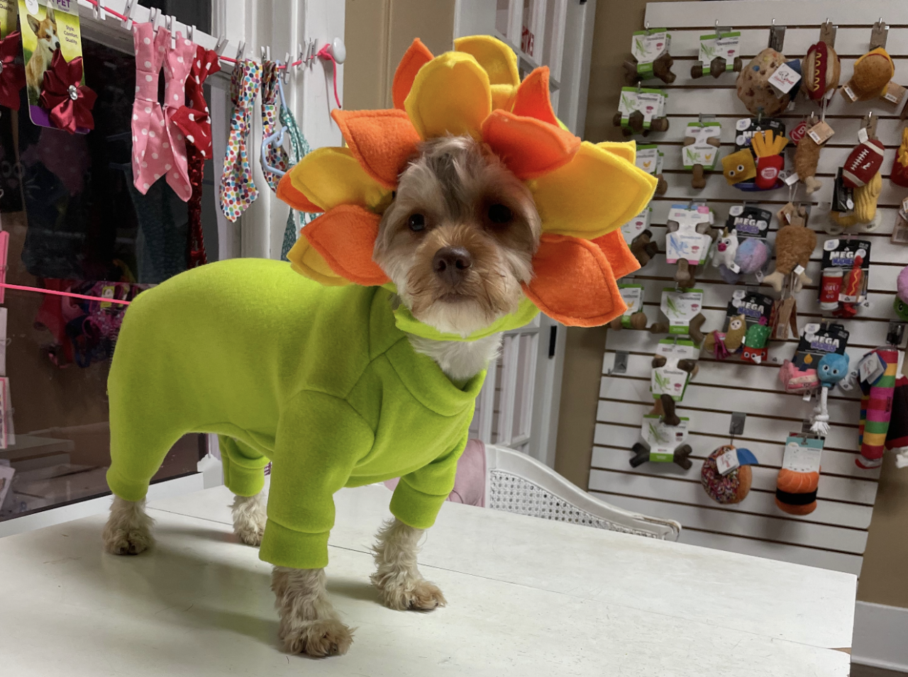 Dog Costume