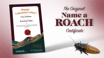 Name a Roach.png