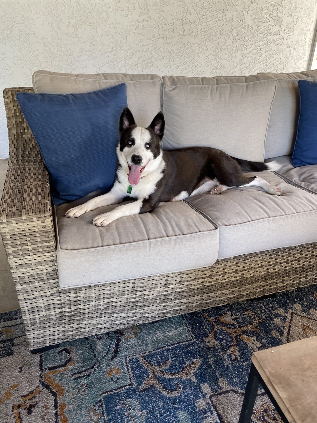 Pet of the Week Alonso.jpg