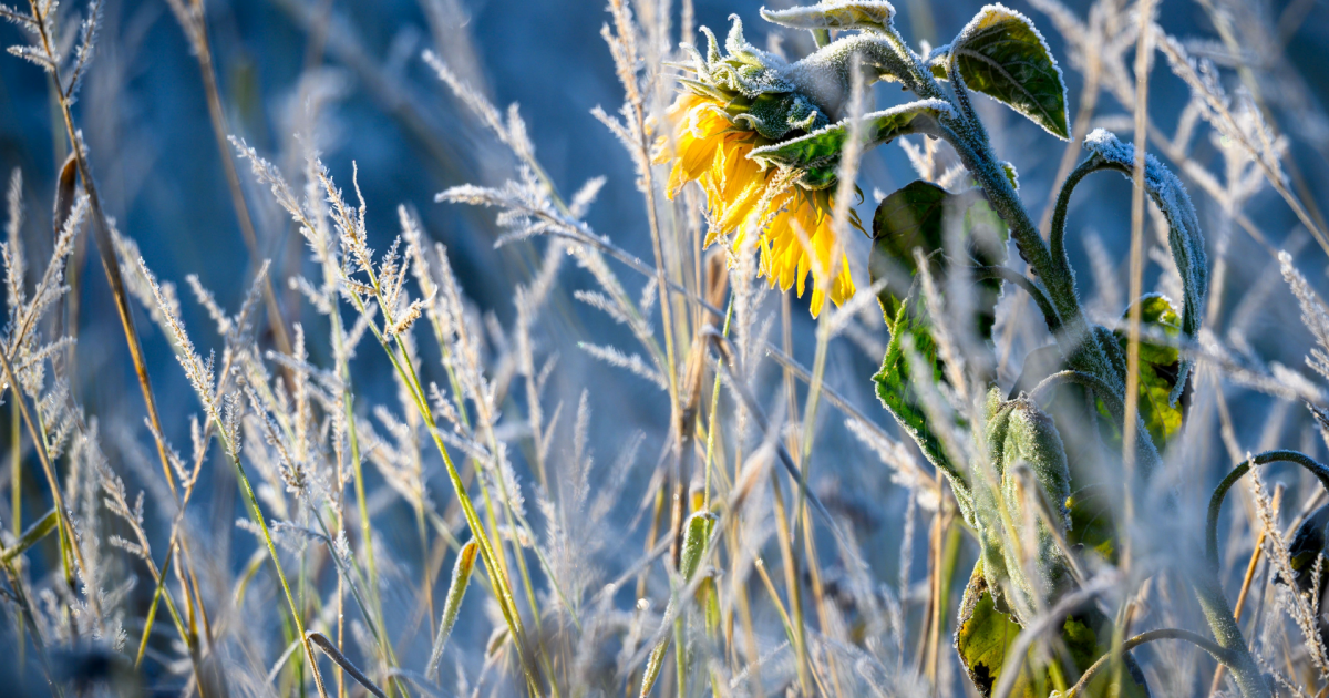 First Warning Forecast: Frost Advisory Tuesday morning, then a big warm up - Vimarsana News