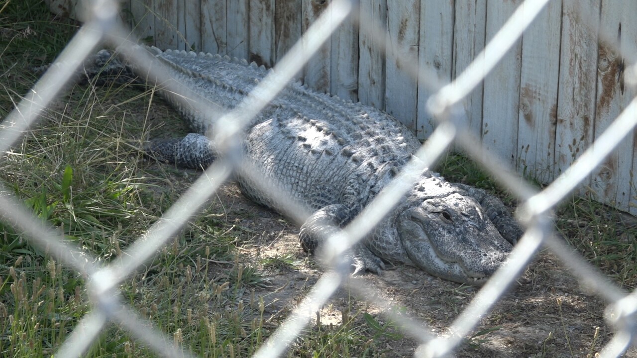 Lola the alligator at Miracle Hot Springs