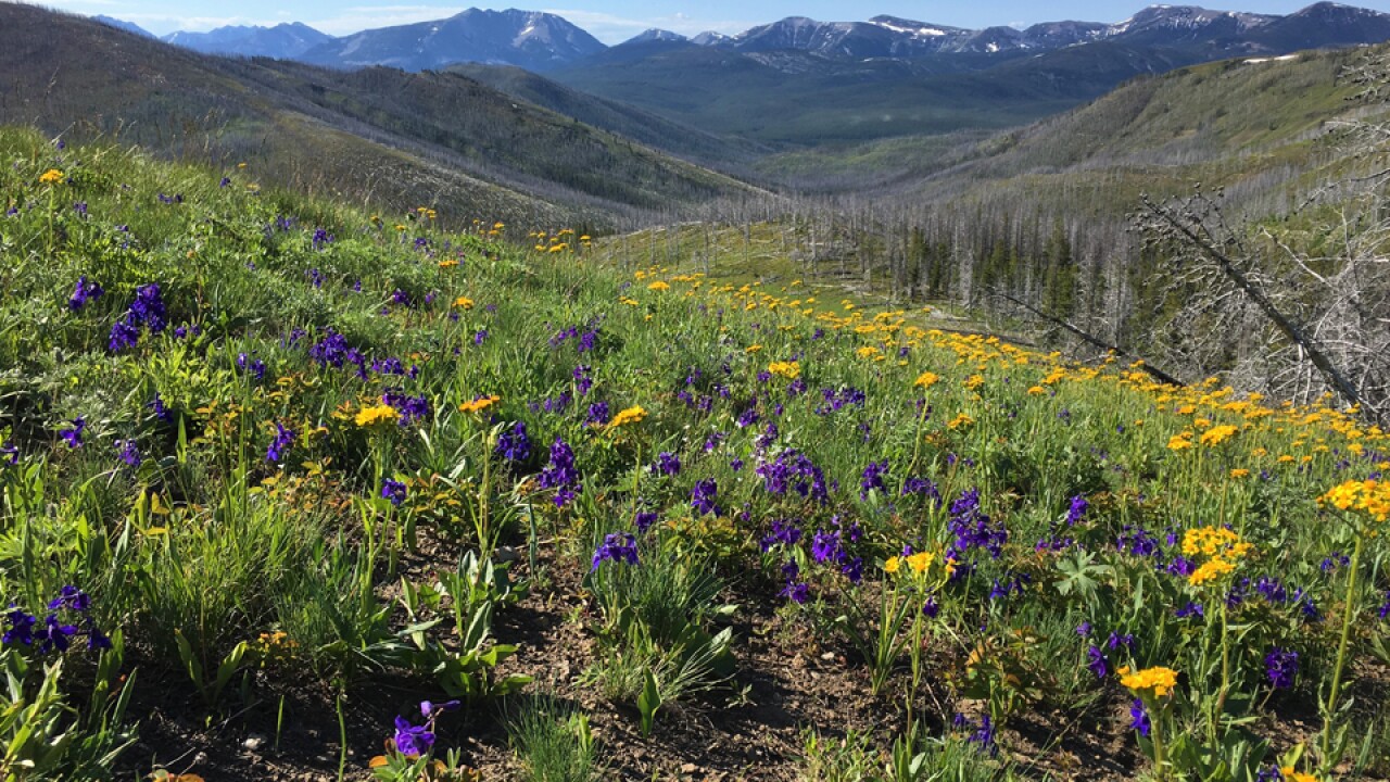 Federal appeals court upholds cancellation of Badger-Two Medicine oil, gas leases